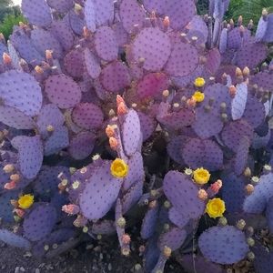 Repurposed Packaging Materials